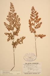 Adiantum aethiopicum. Herbarium specimen from Auckland, WELT P008226/A.
 Image: B. Hatton © Te Papa CC BY-NC 3.0 NZ